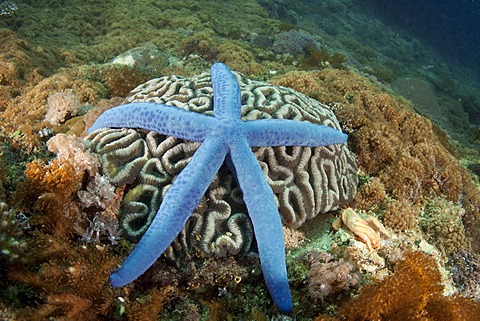 Blue Star (Linckia laevigata), Philippines, Southeast Asia