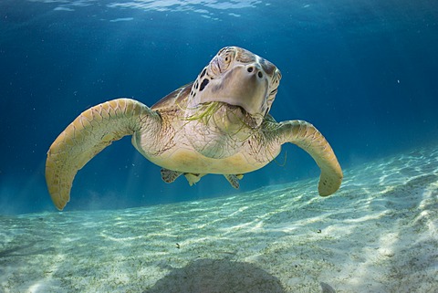 Green Sea Turtle (Chelonia mydas), Balnek, Busuanga, Philippines, Asia