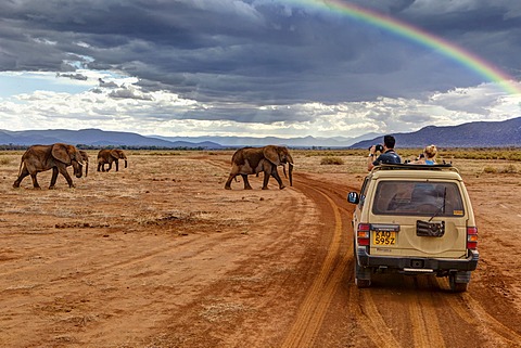 Tourists observing African Bush Elephants (Loxodonta africana) from a jeep, Samburu National Reserve, Kenya, East Africa, Africa, PublicGround