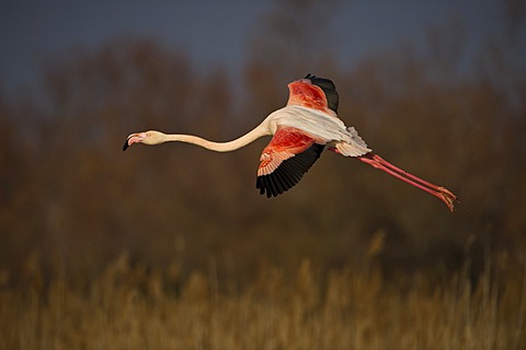 Flying Flamingo (Phoenicopterus) in the evening light in the Parc de Gau, Camargue, southern France, France, Europe