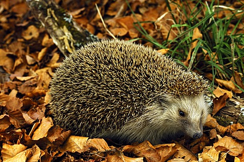 Artificial beech forest with a stuffed animal, European hedgehog (Erinaceus europaeus), 2012 special exhibition at the industrial museum, Sichartstrasse street 5-25, Lauf an der Pegnitz, Middle Franconia, Bavaria, Germany, Europe