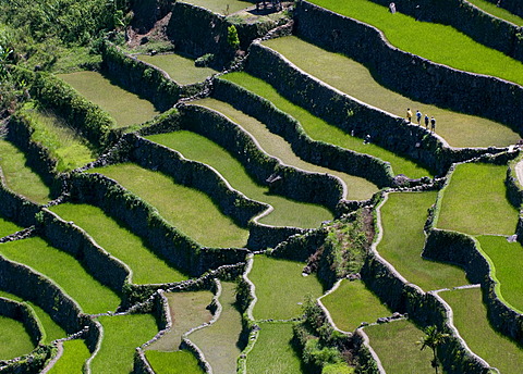 Rice offsets, Batad, Banaue, Philippines, Asia