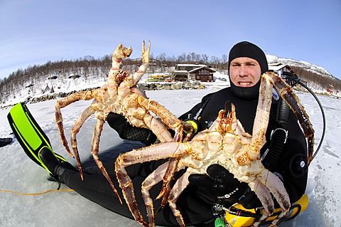 Fjord diver with catch of king crabs, Kirkenes, Finnmark, Lapland, Norway, Scandinavia, Europe