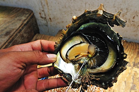 Tauahei pearl farm, Raiatea or Ra'iatea, Leeward Islands, Society Islands, French Polynesia, Pacific Ocean