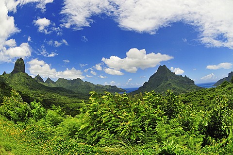 View from Belvedere, Cook's Bay, Opunohu Bay, Moorea, Windward Islands, Society Islands, French Polynesia, Pacific Ocean