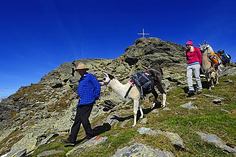 Llama tour to the summit of Boeses Weibele Mountain in the Defregger Group, Carnic Dolomites, Upper Lienz, Puster Valley, East Tyrol, Austria, Europe