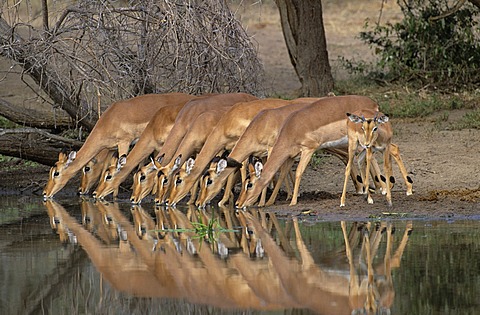 Impalas (Aepyceros melampus), in a row, drinking, Kruger National Park, South Africa