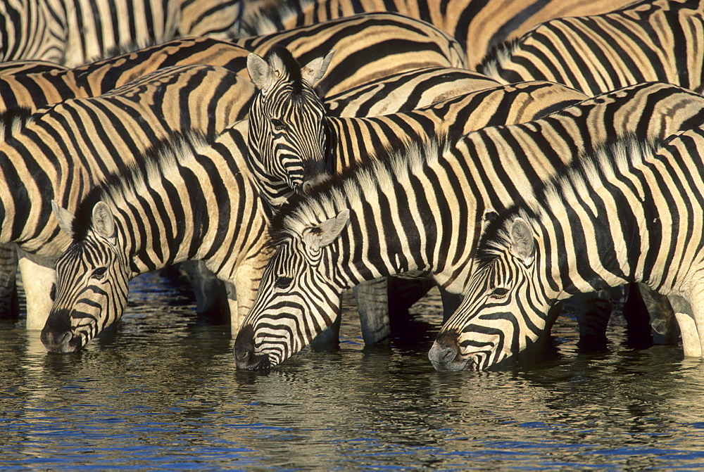 Burchell's Zebra (Equus burchelli), herd drinking at waterhole, Etosha National Park, South Africa