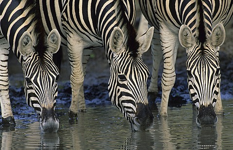 Plains zebra or Burchell's Zebra (Equus quagga), drinking, Kruger National Park, South Africa, Africa