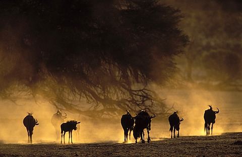 Blue wildebeest (Connochaetes taurinus), in dry riverbed, Kgalagadi Transfrontier Park, Kalahari, South Africa, Africa