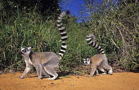 Ringtailed Lemur (Lemur catta), Berenty, Madagascar, Africa