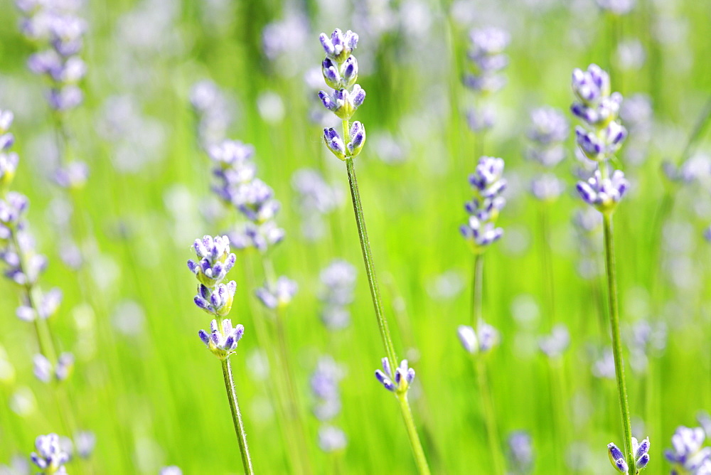 English Lavender 'Dwarf Blue' (Lavandula angustifolia)