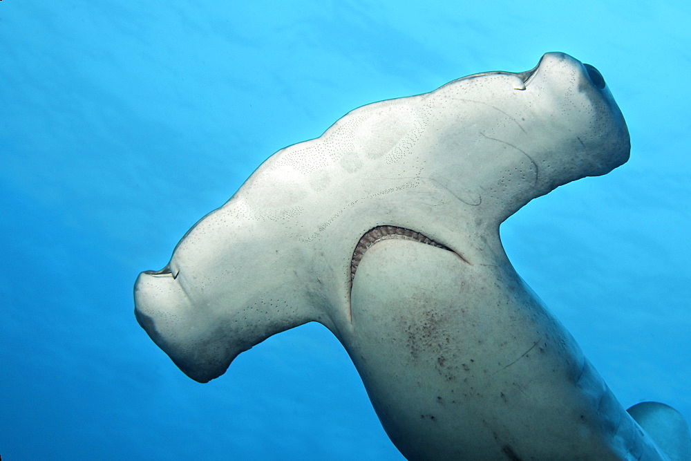 Scalloped hammerhead (Sphyrna lewini), sensory organ, Ampullae of Lorenzini, Teodoro Wolf Island or Wenman Island, Galapagos Islands, Pacific