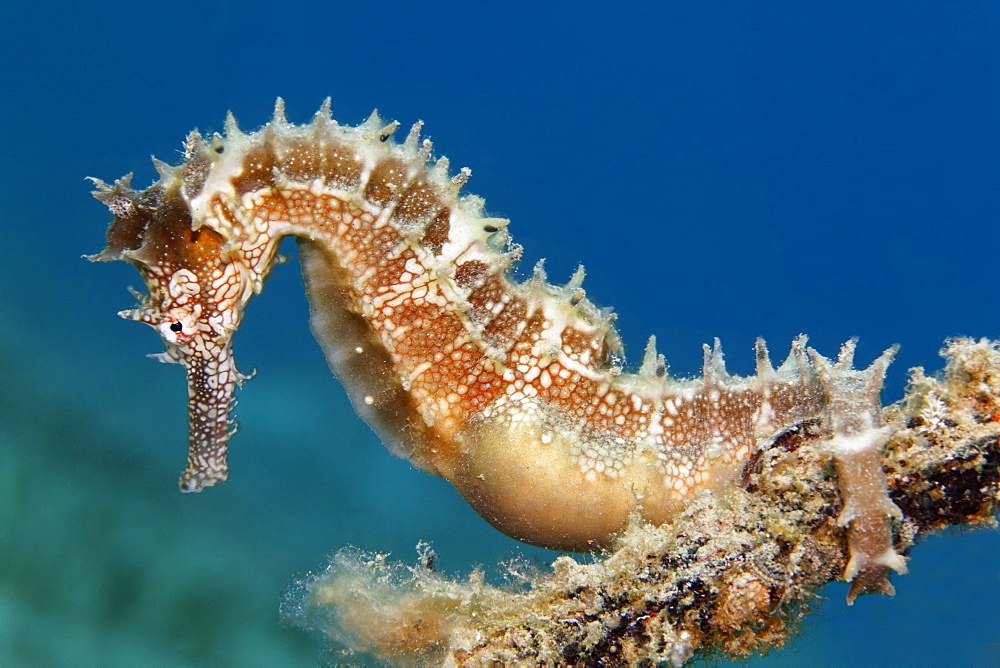 Thorny Seahorse (Hippocampus histrix) clinging to small anchor, Makadi Bay, Hurghada, Egypt, Red Sea, Africa