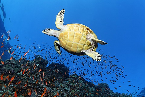 Hawksbill sea turtle (Eretmochelys imbricata) swimming above a coral reef, seen from below, Sharp Sinead, Egypt, Red Sea, Africa