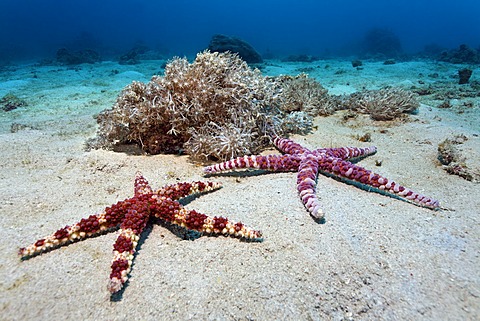 Banded Bubble Starfish or Warty Starfish (Echinaster callosus), Sabang Beach, Puerto Galera, Mindoro, Philippines, South China Sea