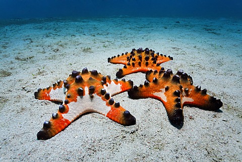 Chocolate Chip Starfish (Protoreaster nodosus) gathered on a sandy ground, Sabang Beach, Puerto Galera, Mindoro, Philippines, South China Sea