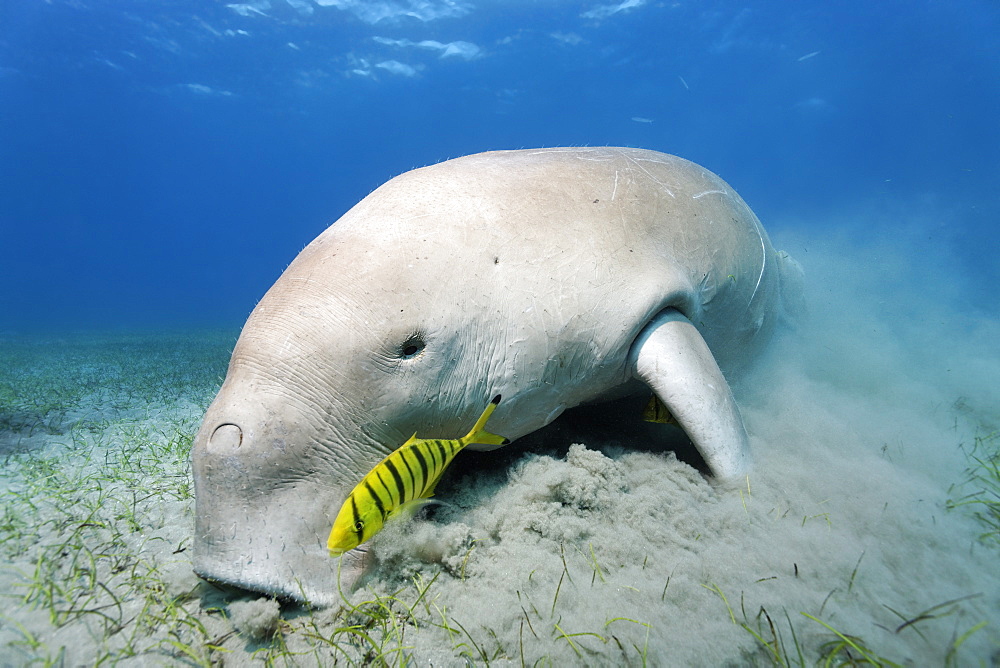 Dugong (Dugong dugon), feeding on sea weed, Golden Trevallys (Gnathodon speciosus), Pilot Fish, Great Barrier Reef, UNESCO World Heritage Site, Queensland, Cairns, Australia, Pacific Ocean