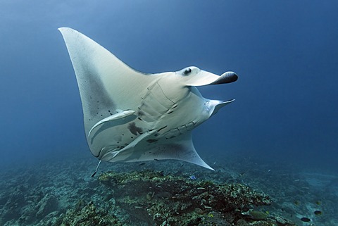 Manta Ray (Manta birostris) with Remora (Echeneis naucrates) swimming above coral reef to cleaning station, Great Barrier Reef, UNESCO World Heritage Site, Cairns, Queensland, Australia, Pacific