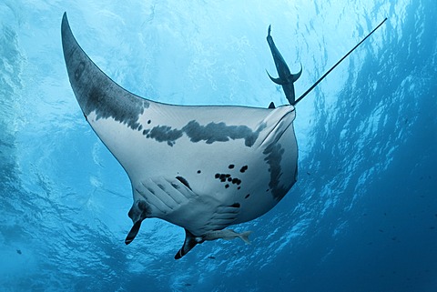 Giant Oceanic Manta Ray (Manta birostris), from underneath, with mackerel and remora, Roca Partida, Revillagigedo Islands, Mexico, America, Eastern Pacific