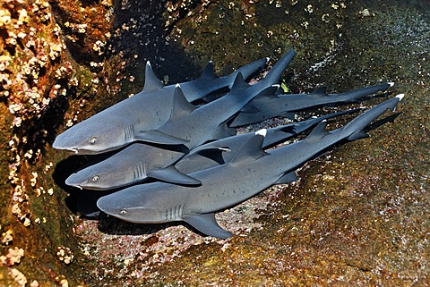 Whitetip reef sharks (Triaenodon obesus) resting on rocks, San Benedicto Island, near Socorro, Revillagigedo Islands, archipelago, Mexico, eastern Pacific