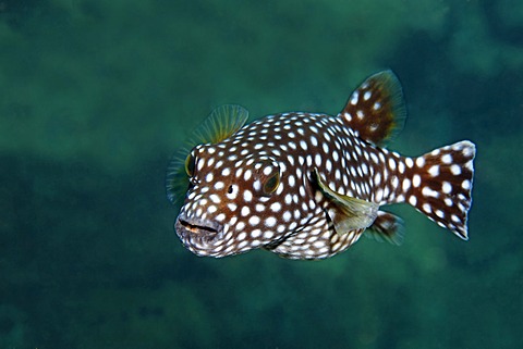 Guineafowl puffer (Arothron meleagris), dotted phase, San Benedicto Island, near Socorro, Revillagigedo Islands, archipelago, Mexico, eastern Pacific