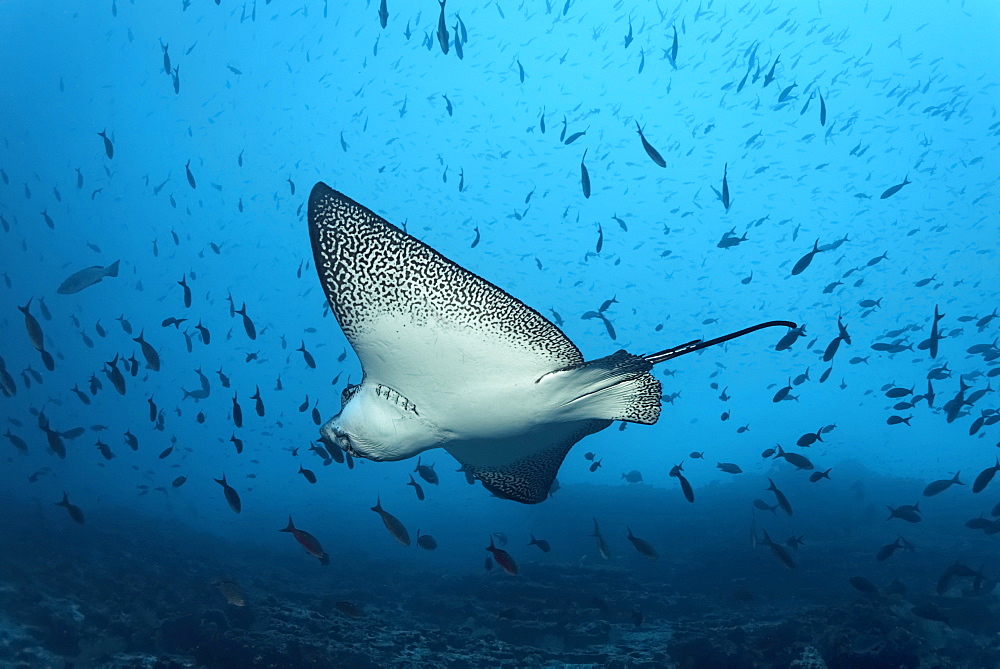 Spotted eagle ray (Aetobatus narinari) swimming in blue water among a shoal of fish, Floreana Island, Enderby, GalÃƒÂ¡pagos Islands, a World Heritage - natural site, Ecuador, South America, Pacific Ocean