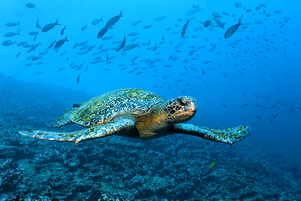 Green sea turtle (Chelonia mydas) swimming over a reef, a shoal of fish at the back, Punta Cormorant, Floreana Island, GalÃƒÂ¡pagos Islands, a World Heritage - natural site, Ecuador, South America, Pacific Ocean