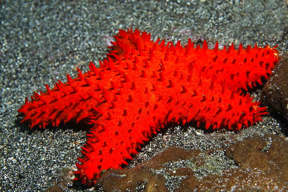 Unidentified starfish (Euretaster sp.), red, Ponta de Sao Vicente, Isabella Island, Albemarle, Galapagos Islands, a UNESCO World Natural Heritage Site, Ecuador, Pacific Ocean