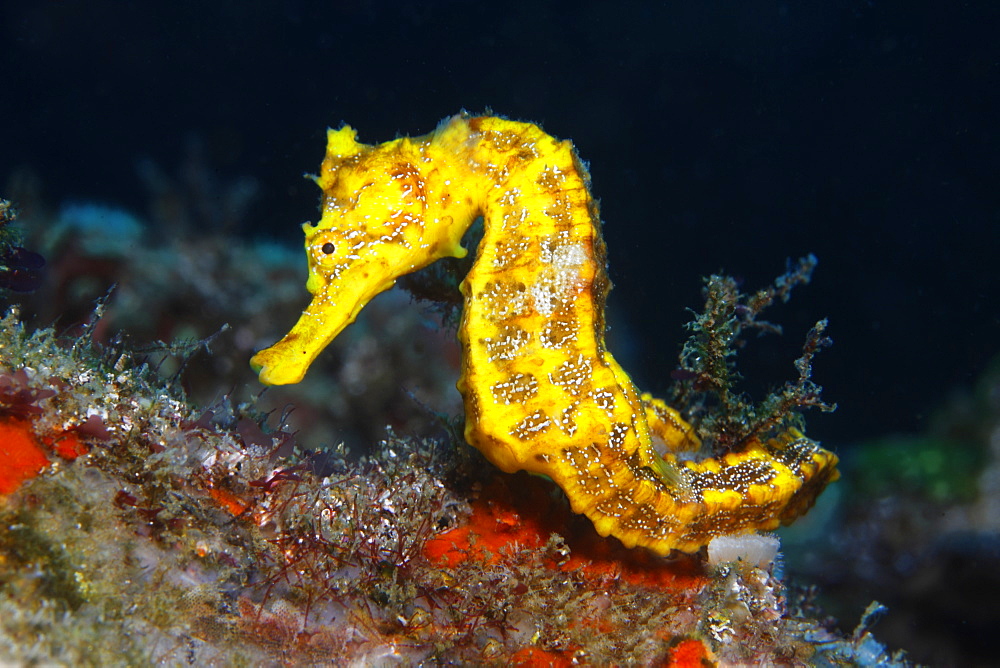 Slender seahorse (Hippocampus reidi) sitting on substrate, Ponta de Sao Vicente, Isabella Island, Albemarle, Galapagos Islands, a UNESCO World Natural Heritage Site, Ecuador, Pacific Ocean