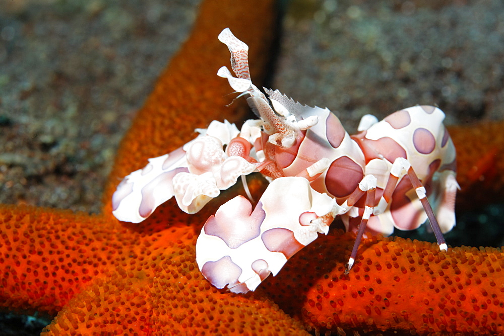 Harlequin shrimp (Hymenocera picta) on a red starfish, Great Barrier Reef, a UNESCO World Heritage Site, Queensland, Cairns, Australia, Pacific Ocean