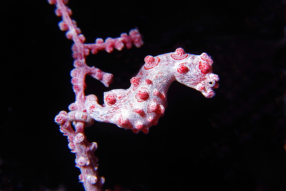 Pygmy seahorse (Bargibanti hippocampus) on a branch of coral, Great Barrier Reef, a UNESCO World Heritage Site, Queensland, Cairns, Australia, Pacific Ocean