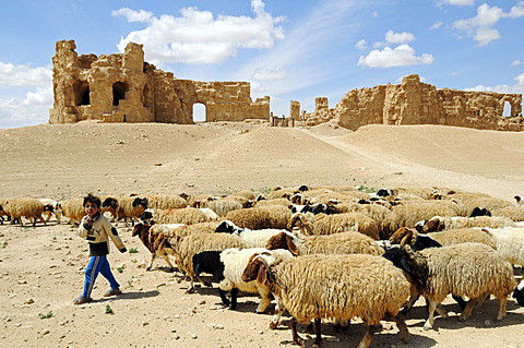 Shepherd and flock of sheep in front of the ruins of the Byzantine Resafa fortress, Sergiopolis, Syria, Asia