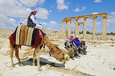 Camel guide and tourists in the ruins of the Palmyra archeological site, Tadmur, Syria, Asia