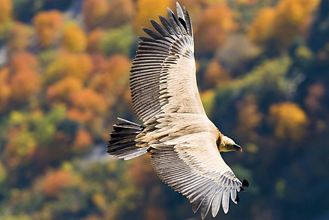 Griffon Vulture (Gyps fulvus), Gorges du Verdon, France, Europe