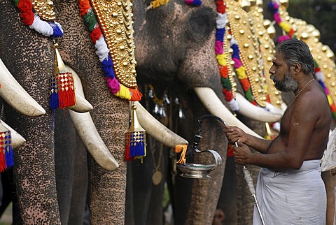 Decorated elephants and Hindu priests, Pooram festival, Thrissur, Kerala, South India, India, Asia