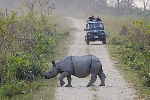 Rhinoceros (Rhinocerotidae), young crossing a dirt track, Kaziranga National Park, Assam, northeast India, India, Asia