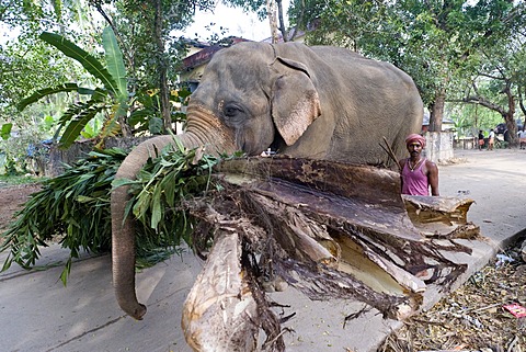 Working elephant, Asian elephant (Elephas maximus), Guruvayoor, Kerala, South India, India, Asia