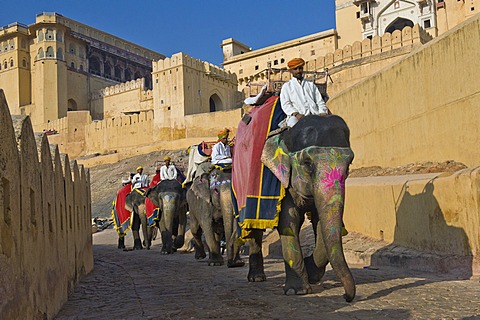 Painted elephants and mahouts, Amber Fort, Jaipur, Rajasthan, India, Asia