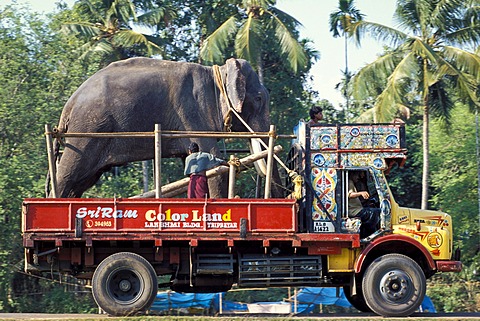 Elephant loaded on a truck, Arattupuzha-Pooram festival, near Thrissur, Kerala, southern India, India, Asia