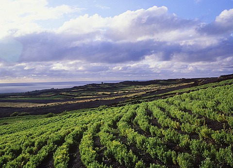 Agriculture, field near Ye, Lanzarote, Canary Islands, Spain, Europe