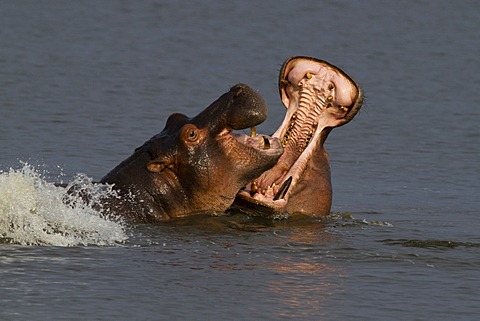 Hippopotamus (Hippopotamus amphibius), two fighting, Murchison Falls National Park, North Uganda, Africa