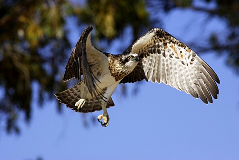 Osprey (Pandion haliaetus)