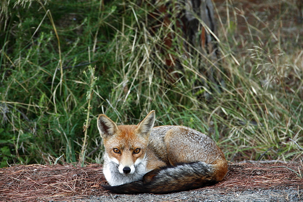 European fox (Vulpes vulpes) resting on the ground, Parco Regionale della Maremma nature reserve, Tuscany, Italy, Europe