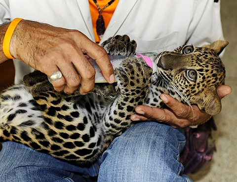 Panther (Panthera pardus) cub with milk bottle, Zoo, Bangkok, Thailand, Asia