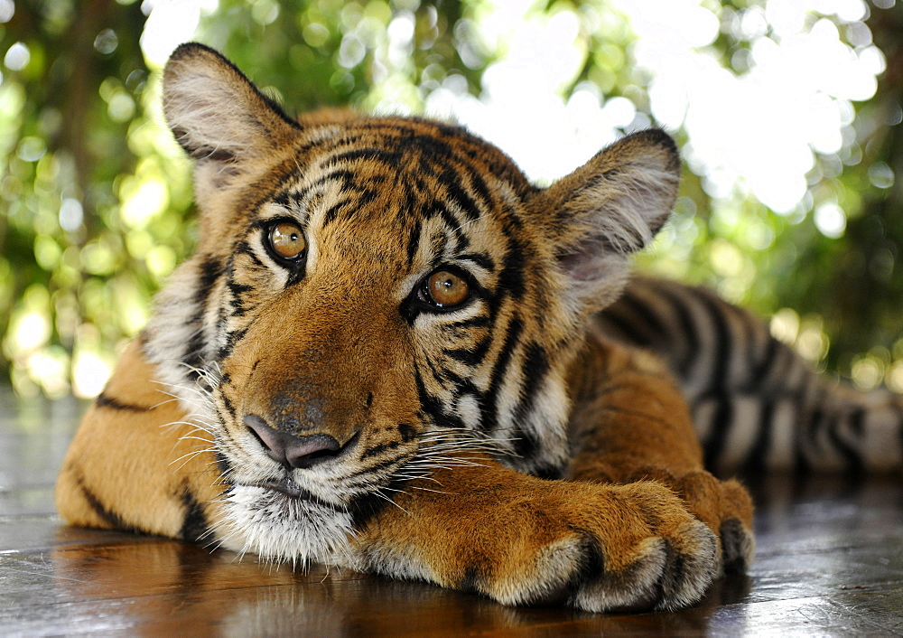 Tiger lying down, Bangkok, Thailand, Asia