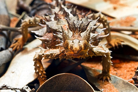 Thorny devil, thorny lizard (Moloch horridus), Northern Territory, Australia