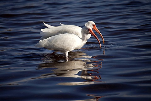 American White Ibis (Eudocimus albus), Marathon, Florida Keys, Florida, USA