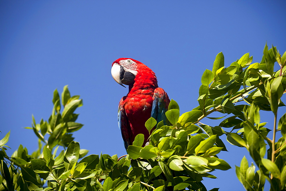 Scarlet Macaw (Ara macao) in a tree, Bocas del Toro, Panama, Central America