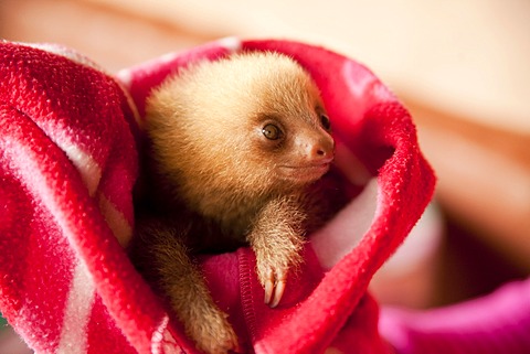 Three-toed-sloth (Bradypus), young in a blanket, Toucan Rescue Ranch, San Isidro de Heredia, Costa Rica, Central America